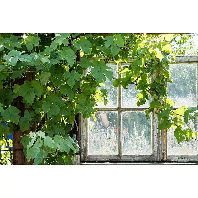 Piardino Weinrebe Stamm - Vitis vinifera in Sorten, Topfgröße: 17 cm - Stimmungsaufnahme
