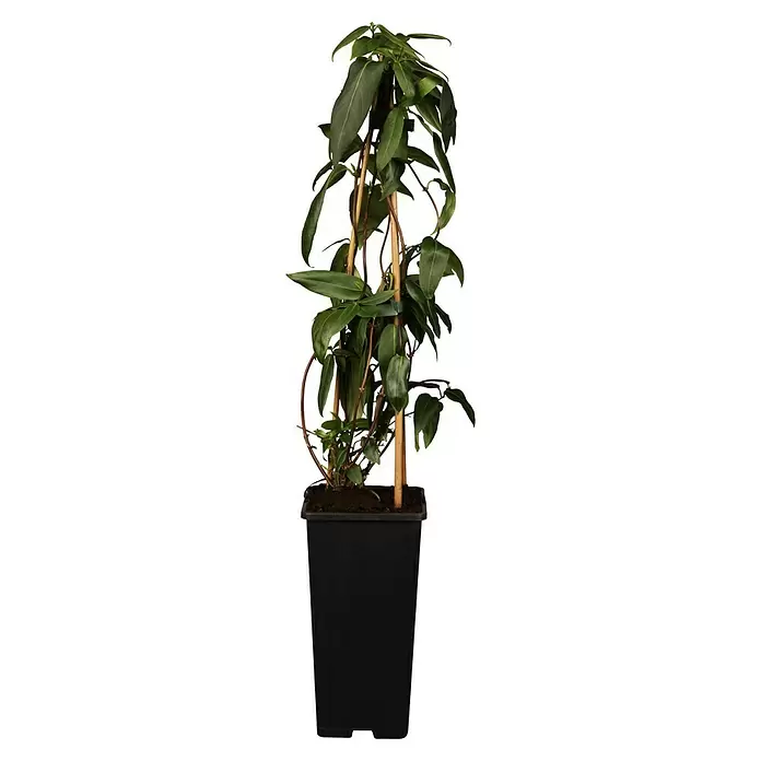 Piardino Immergrünes Geißblatt - Lonicera henryi, Topfgröße: 17 cm - Vorderansicht