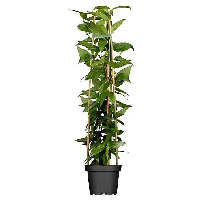 Pflanzen-Mix Kletterpflanzen - Parthenocissus, Lonicera henryi, Clematis, Topfgröße: 8 l - Vorderansicht