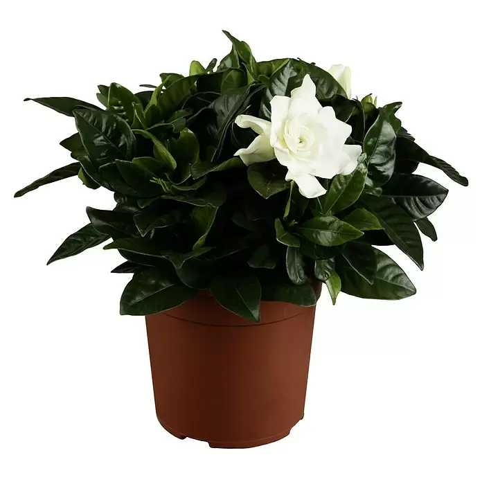 Piardino Gardenia - Gardenia jasminoides, Tamaño de maceta: 17 cm, Blanco - Vista frontal