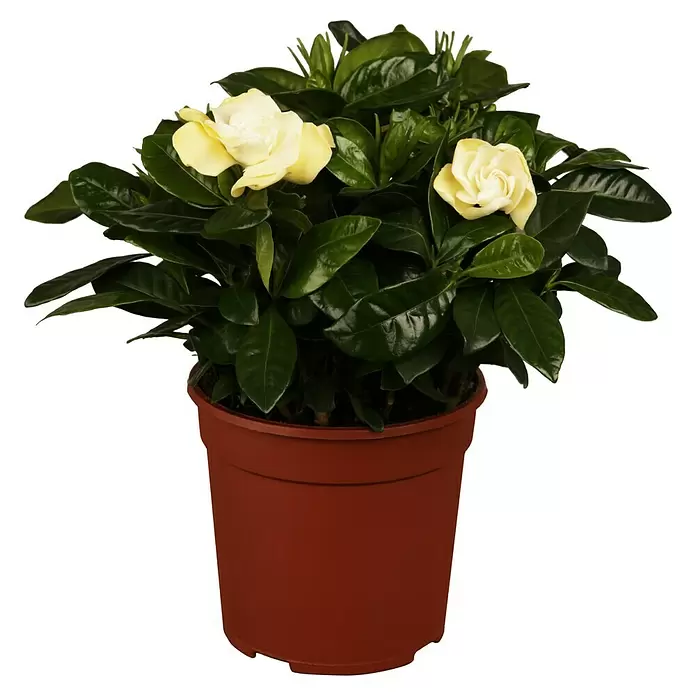 Piardino Gardenia - Gardenia jasminoides, Tamaño de maceta: 17 cm, Blanco - Vista frontal