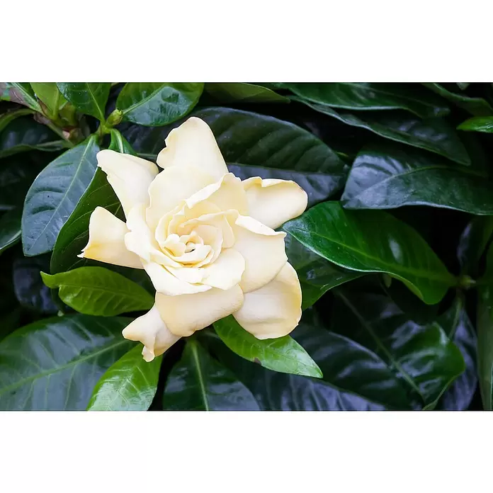 Piardino Gardenia - Gardenia jasminoides, Tamaño de maceta: 17 cm, Blanco - Primer plano