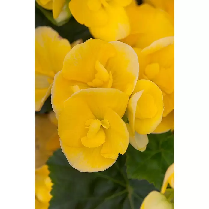 Begonia elatior - Begonia elatior 'Valentino White', Tamaño de maceta: 13 cm, En función de la variedad - Primer plano
