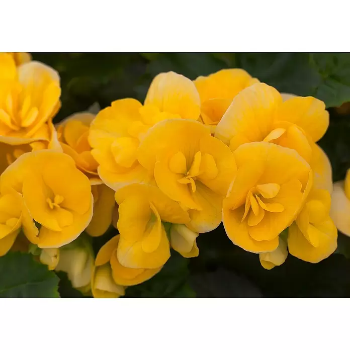 Begonia elatior - Begonia elatior 'Valentino White', Tamaño de maceta: 13 cm, En función de la variedad - Primer plano