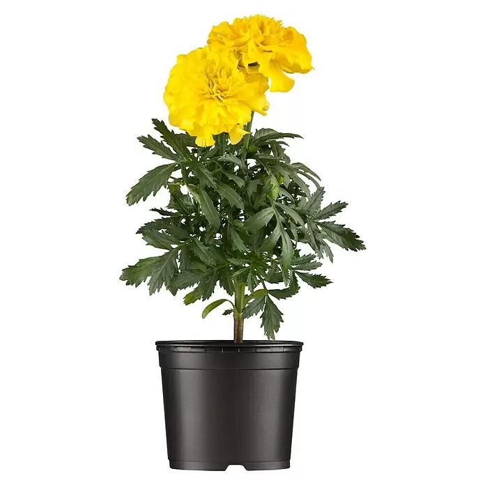 Piardino Tagetes limón - Tagetes, Tamaño de maceta: 11 cm - Vista frontal