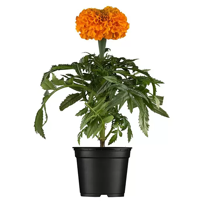 Piardino Tagetes limón - Tagetes, Tamaño de maceta: 11 cm - Vista frontal