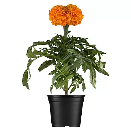 Piardino  Tagetes limón