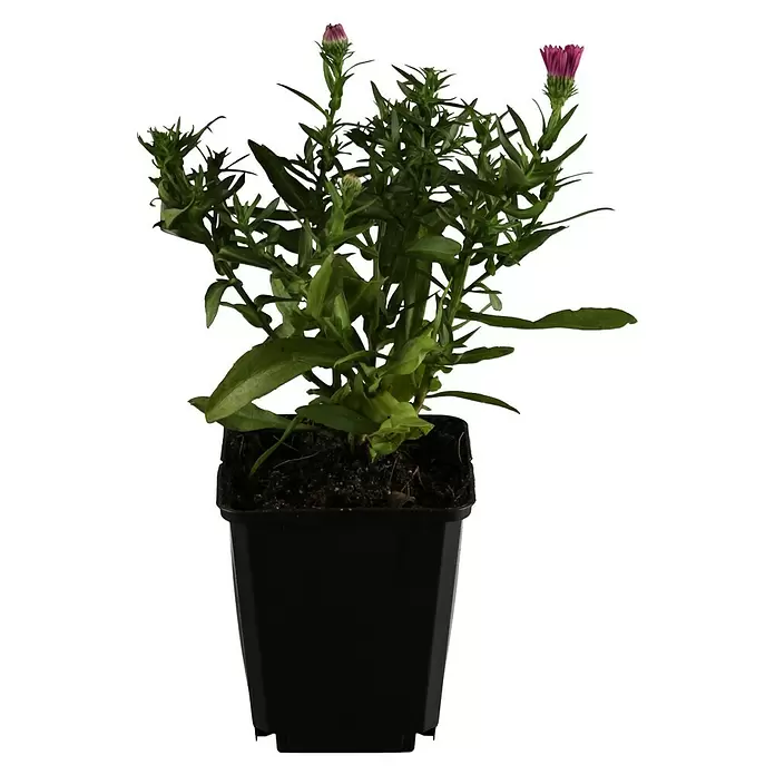 Piardino Áster - Aster dumosus, Tamaño de maceta: 17 cm, En función de la variedad - Vista frontal