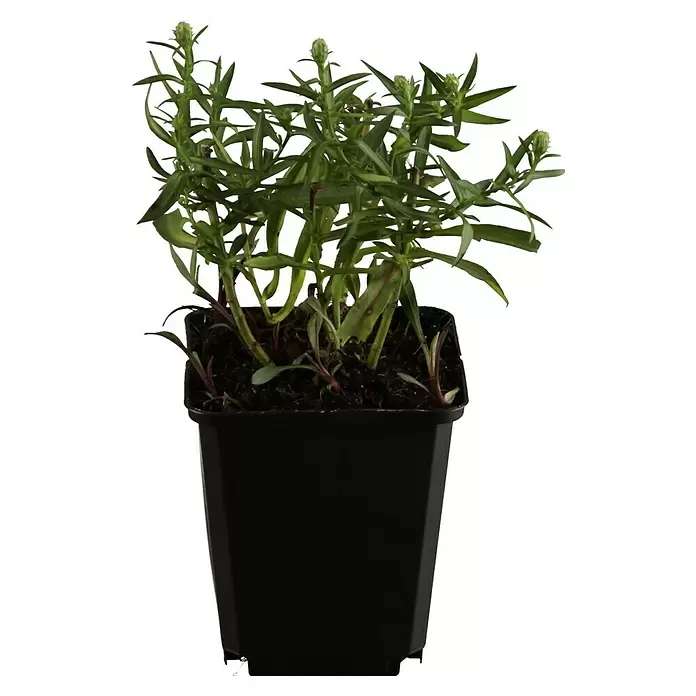 Piardino Áster - Aster dumosus, Tamaño de maceta: 17 cm, En función de la variedad - Vista frontal
