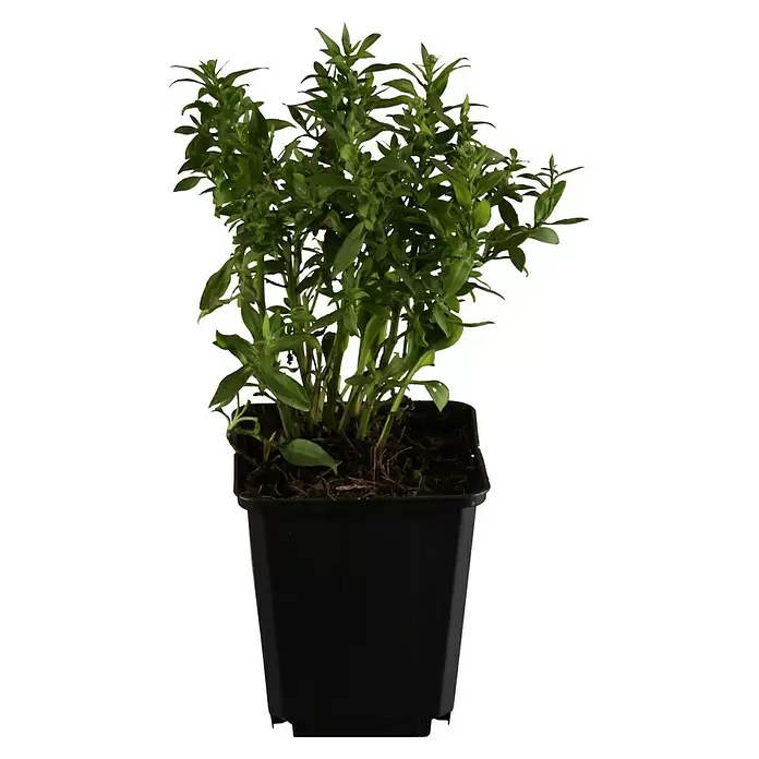 Piardino Áster - Aster dumosus, Tamaño de maceta: 17 cm, En función de la variedad - Vista frontal