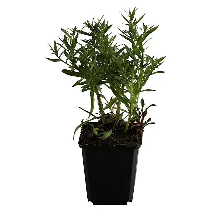 Piardino Áster - Aster dumosus, Tamaño de maceta: 17 cm, En función de la variedad - Vista frontal