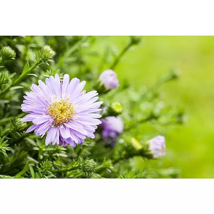 Piardino Áster - Aster dumosus, Tamaño de maceta: 17 cm, En función de la variedad - Primer plano