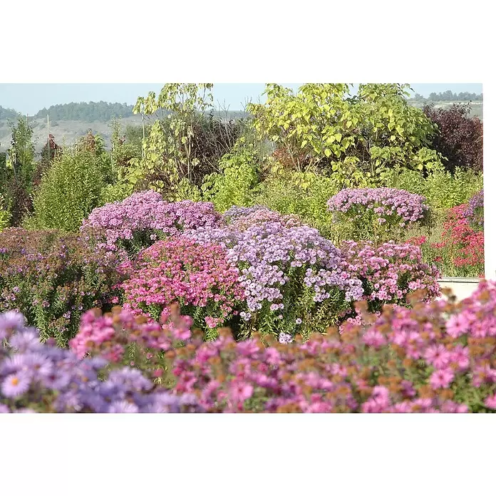 Piardino Áster - Aster dumosus, Tamaño de maceta: 17 cm, En función de la variedad - Foto ambiente