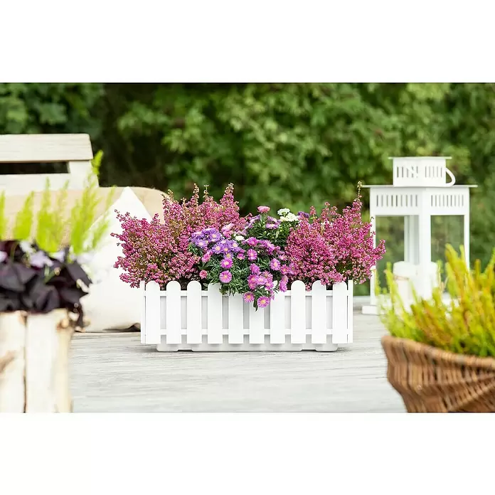 Piardino Áster - Aster dumosus, Tamaño de maceta: 17 cm, En función de la variedad - Foto ambiente