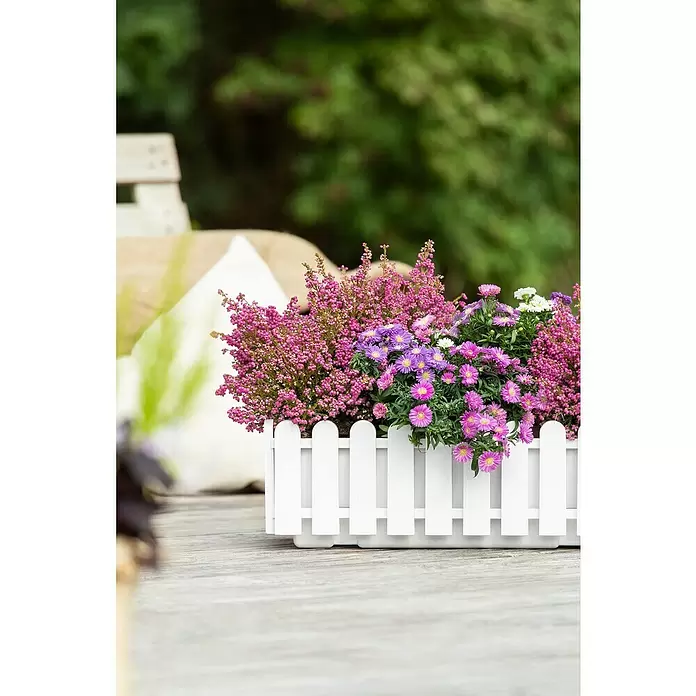 Piardino Áster - Aster dumosus, Tamaño de maceta: 17 cm, En función de la variedad - Foto ambiente