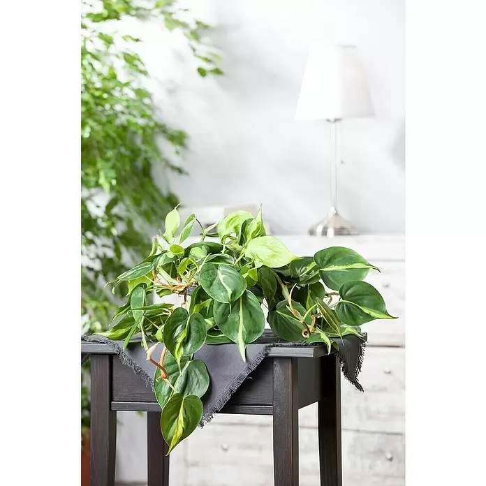 Piardino Poto - Epipremnum aureum, Tamaño de maceta: 21 cm - Foto ambiente