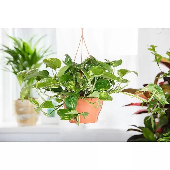 Piardino Poto - Epipremnum aureum, Tamaño de maceta: 21 cm - Foto ambiente