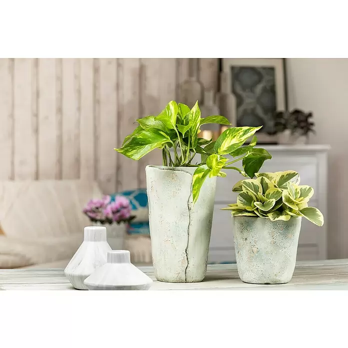 Piardino Poto - Epipremnum aureum, Tamaño de maceta: 21 cm - Foto ambiente