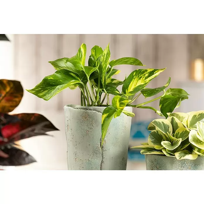 Piardino Poto - Epipremnum aureum, Tamaño de maceta: 21 cm - Foto ambiente