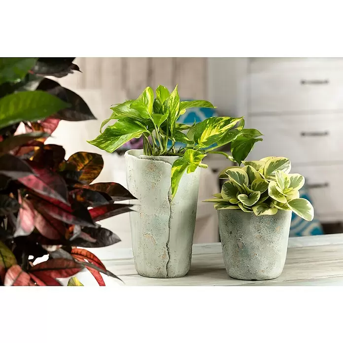 Piardino Poto - Epipremnum aureum, Tamaño de maceta: 21 cm - Foto ambiente