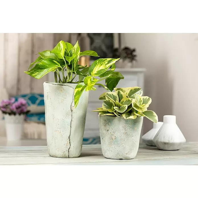 Piardino Poto - Epipremnum aureum, Tamaño de maceta: 21 cm - Foto ambiente