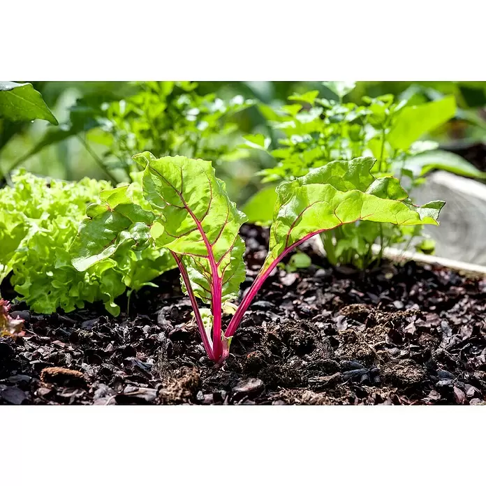 Mangold - Beta vulgaris subsp. vulgaris - Detailaufnahme