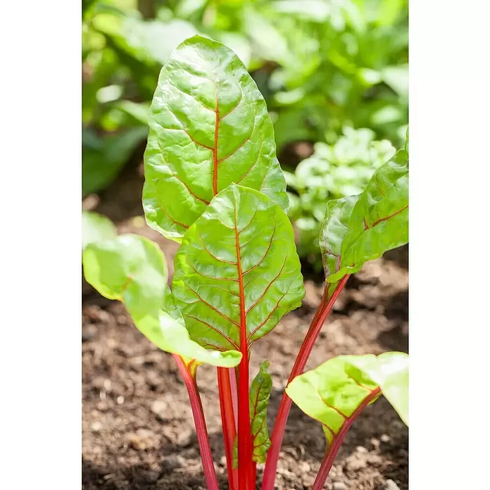 Mangold - Beta vulgaris subsp. vulgaris - Detailaufnahme