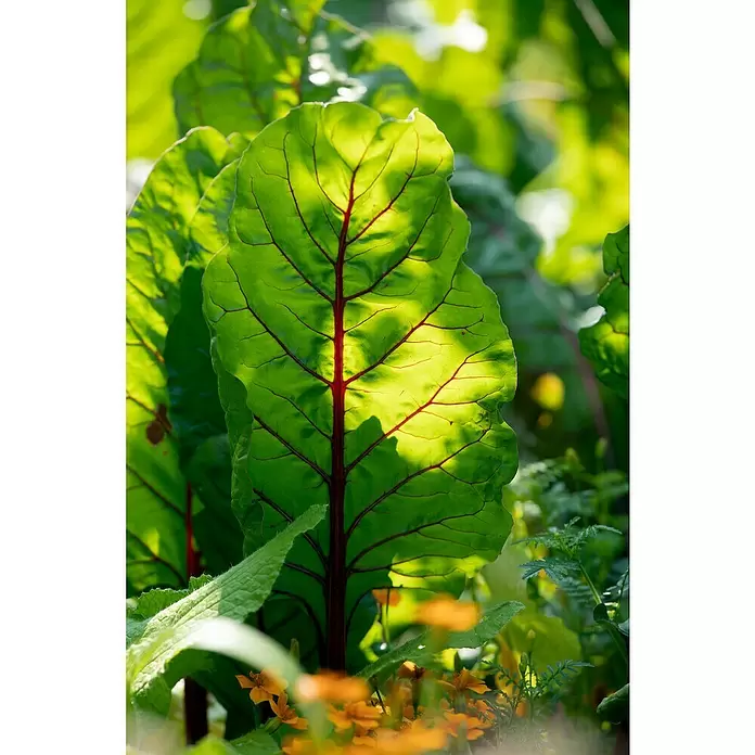 Mangold Bio - Beta vulgaris subsp. vulgaris, Topfgröße: 12 cm - Detailaufnahme