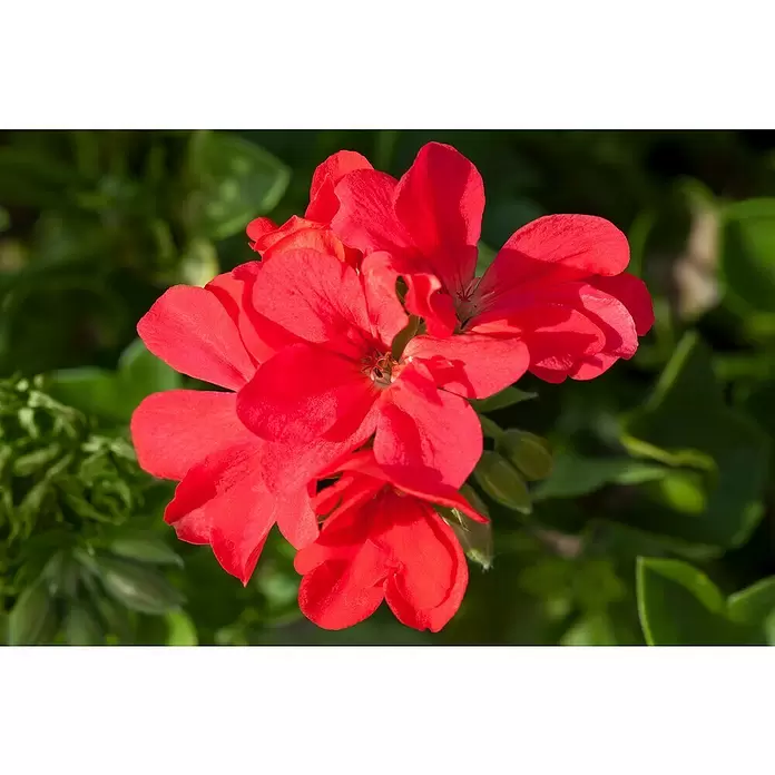 Zonal-Pelargonie - Pelargonium zonale 'Toscana', Topfgröße: 12 cm, Sortenabhängig - Detailaufnahme