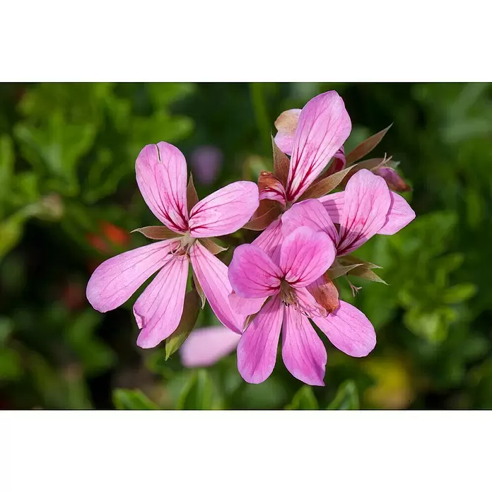 Zonal-Pelargonie - Pelargonium zonale 'Toscana', Topfgröße: 12 cm, Sortenabhängig - Detailaufnahme