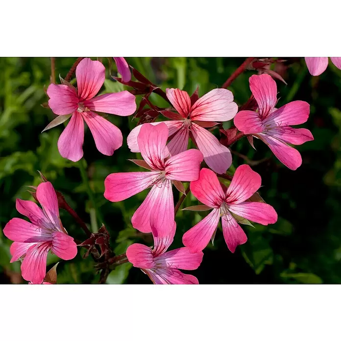 Zonal-Pelargonie - Pelargonium zonale 'Toscana', Topfgröße: 12 cm, Sortenabhängig - Detailaufnahme