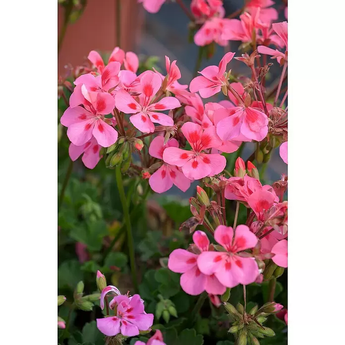 Zonal-Pelargonie - Pelargonium zonale 'Toscana', Topfgröße: 12 cm, Sortenabhängig - Detailaufnahme