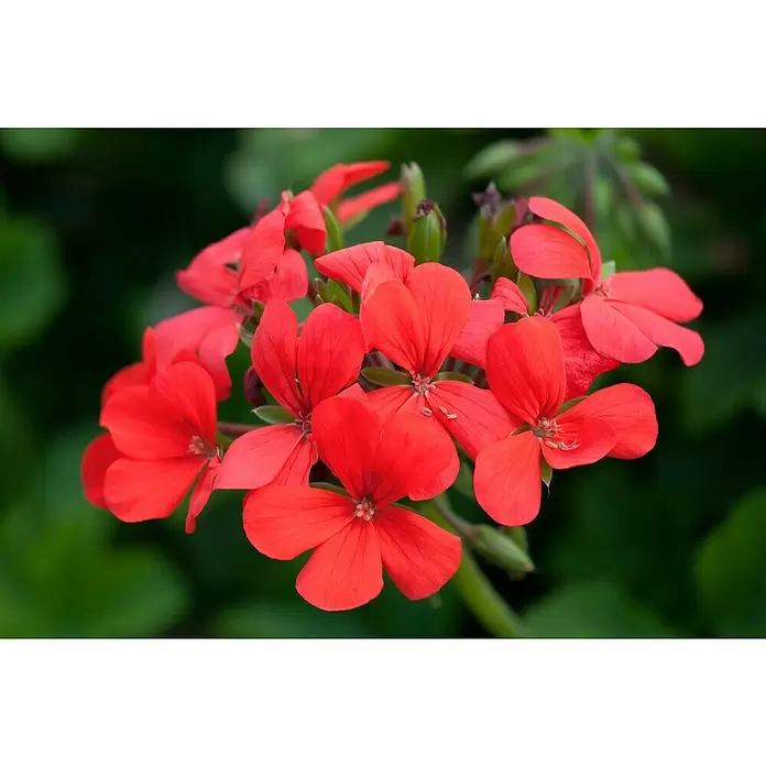 Zonal-Pelargonie - Pelargonium zonale 'Toscana', Topfgröße: 12 cm, Sortenabhängig - Detailaufnahme