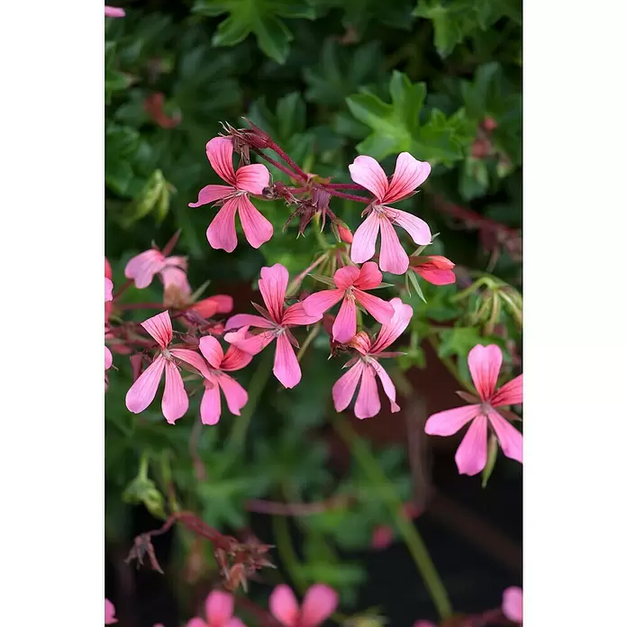 Zonal-Pelargonie - Pelargonium zonale 'Toscana', Topfgröße: 12 cm, Sortenabhängig - Detailaufnahme