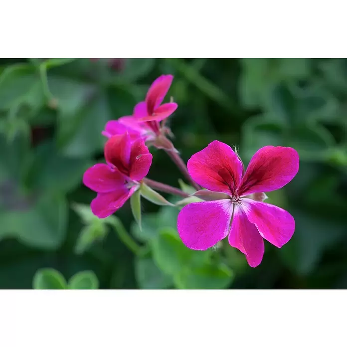 Zonal-Pelargonie - Pelargonium zonale 'Toscana', Topfgröße: 12 cm, Sortenabhängig - Detailaufnahme