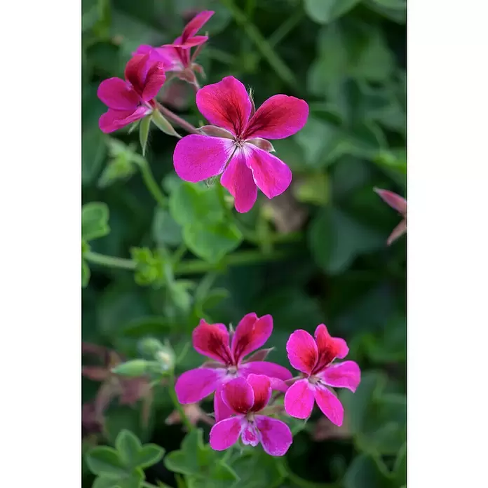 Zonal-Pelargonie - Pelargonium zonale 'Toscana', Topfgröße: 12 cm, Sortenabhängig - Detailaufnahme