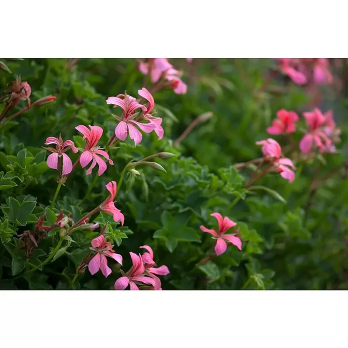 Zonal-Pelargonie - Pelargonium zonale 'Toscana', Topfgröße: 12 cm, Sortenabhängig - Detailaufnahme