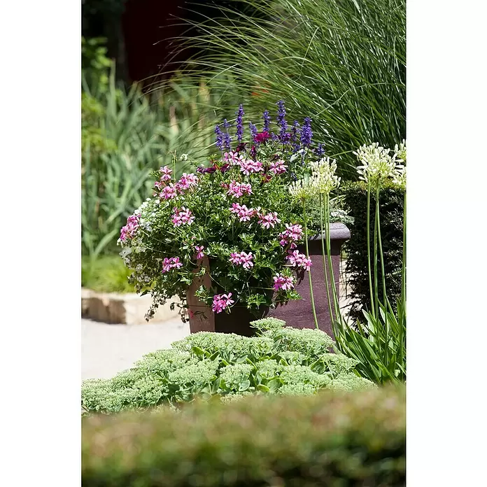 Zonal-Pelargonie - Pelargonium zonale 'Toscana', Topfgröße: 12 cm, Sortenabhängig - Stimmungsaufnahme