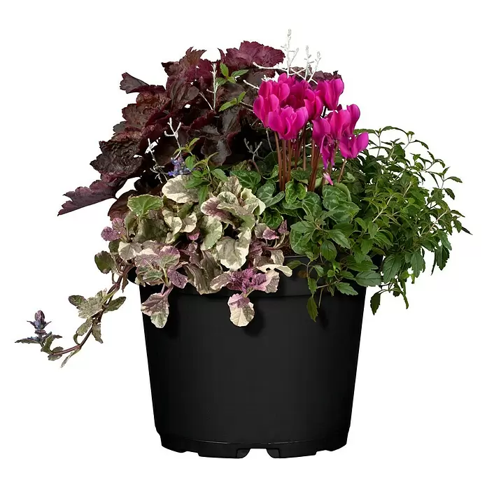 Piardino Pflanzen-Mix - Verschiedenen Arten und Sorten, Topfgröße: 17 cm - Vorderansicht
