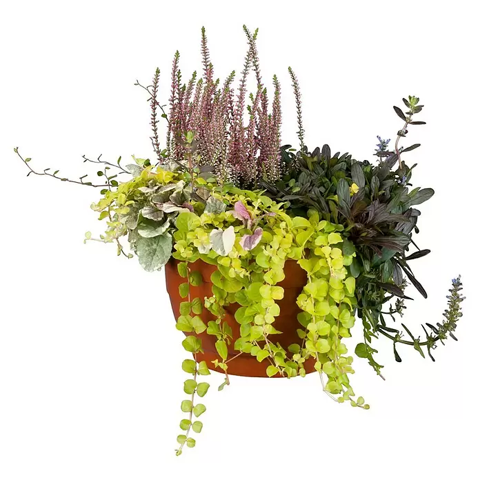 Piardino Pflanzen-Mix - Verschiedenen Arten und Sorten, Topfgröße: 17 cm - Vorderansicht