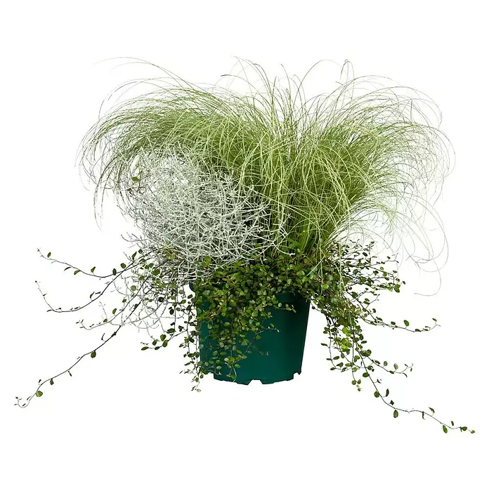 Piardino Pflanzen-Mix - Verschiedenen Arten und Sorten, Topfgröße: 17 cm - Vorderansicht