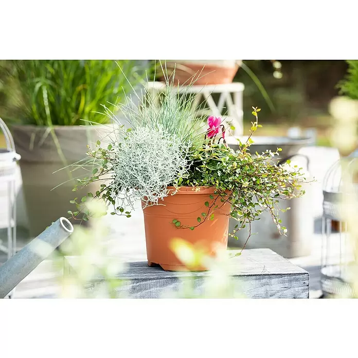 Piardino Pflanzen-Mix - Verschiedenen Arten und Sorten, Topfgröße: 17 cm - Stimmungsaufnahme