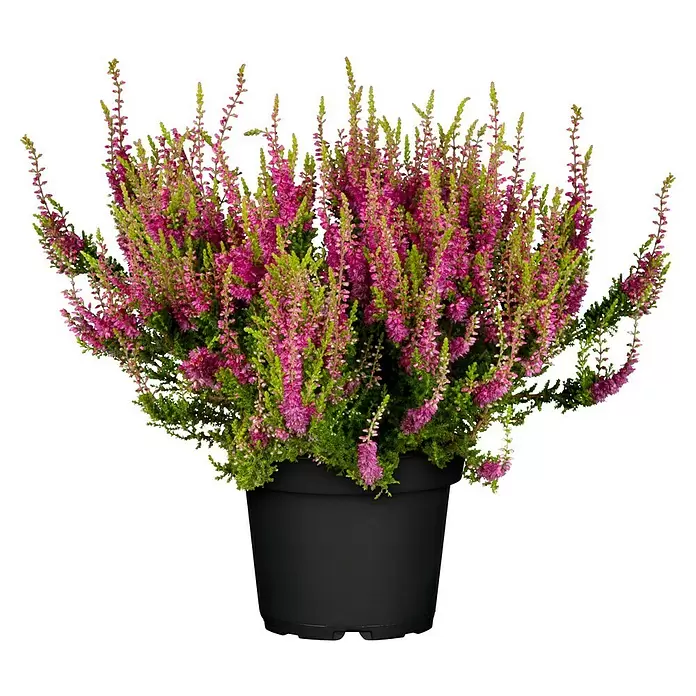 Besenheide 'Red Sun' - Calluna vulgaris, Topfgröße: 11 cm, Rot - Vorderansicht
