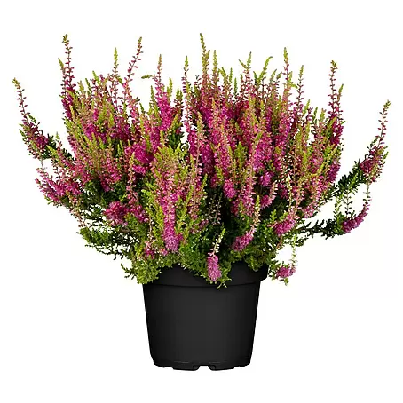 Besenheide 'Red Sun'