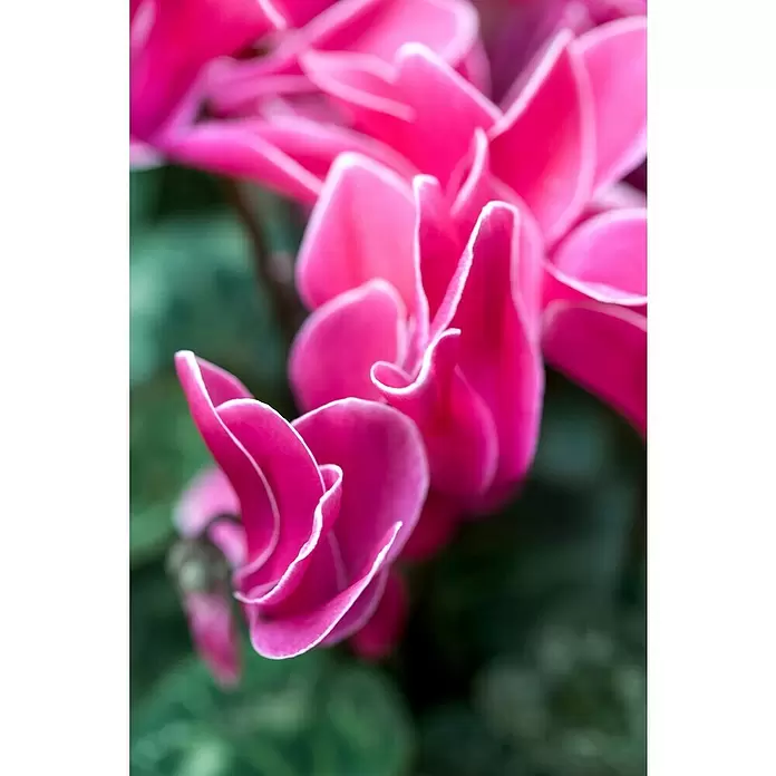 Piardino Ciclamen persicum - Cyclamen persicum 'Fantasia', Tamaño de maceta: 14 cm, Blanco - Primer plano