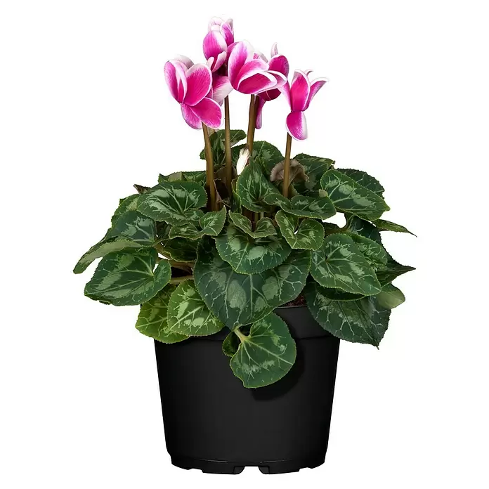 Piardino Ciclamen persicum - Cyclamen persicum, Tamaño de maceta: 11 cm, En función de la variedad - Vista frontal