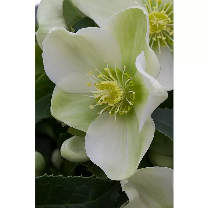 Piardino Christrose - Helleborus niger, Topfgröße: 19 cm, Sortenabhängig - Detailaufnahme