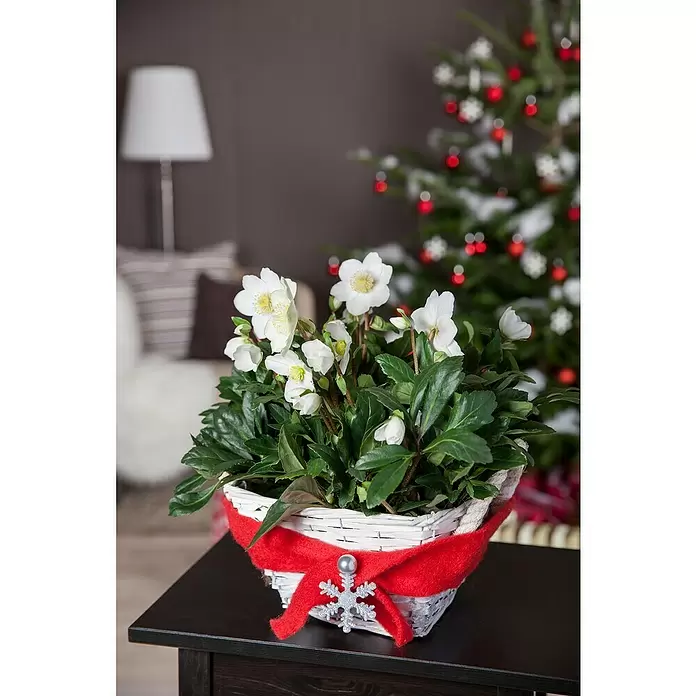 Piardino Christrose 6er Pack - Helleborus in Sorten, Topfgröße: 9 cm, Sortenabhängig - Stimmungsaufnahme