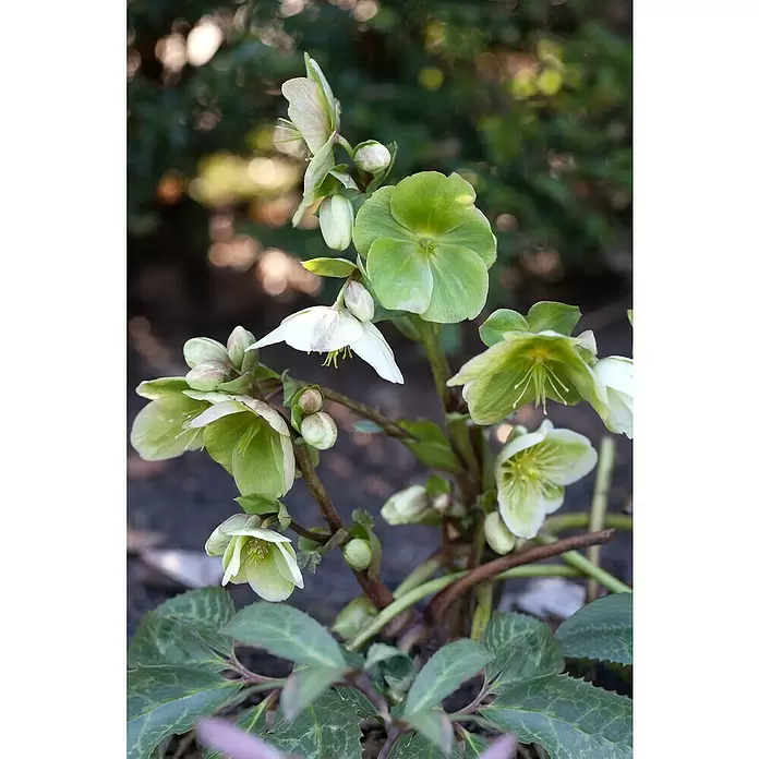 Piardino Christrose - Helleborus niger, Topfgröße: 19 cm, Sortenabhängig - Detailaufnahme