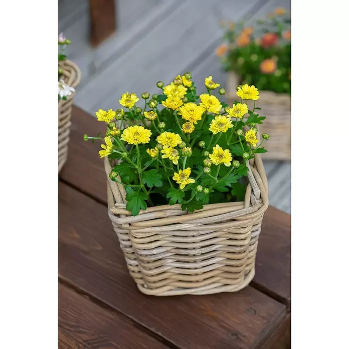 Piardino crisantemo multiflor - Dendranthema multiflora, Tamaño de maceta: 12 cm, Multicolor - Foto ambiente